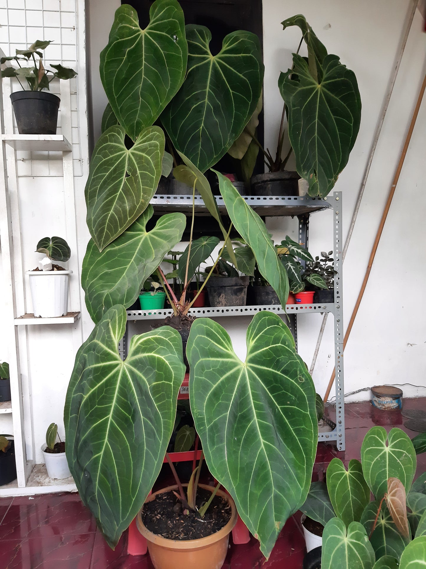 Anthurium Magnificum "Norte" US Store