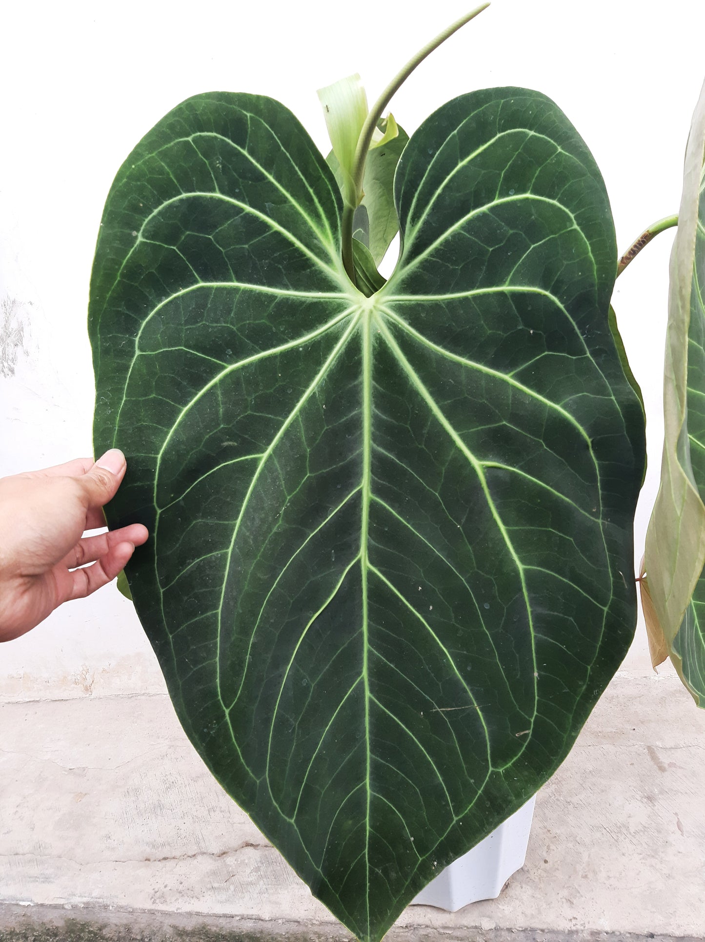 Anthurium Magnificum "Norte" US Store