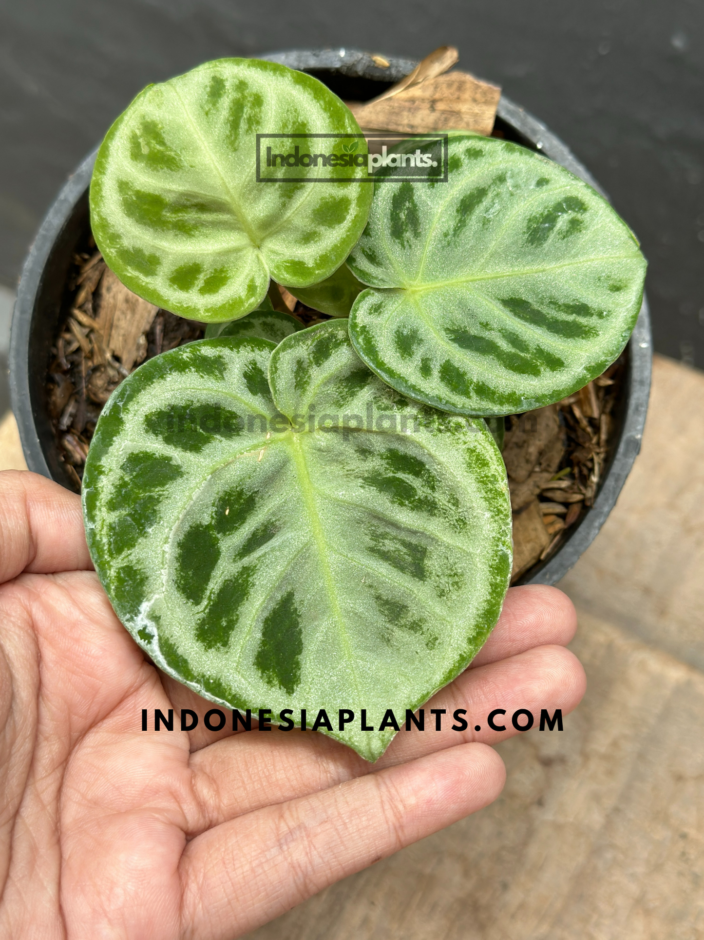 Anthurium Dorayaki Silver Blush