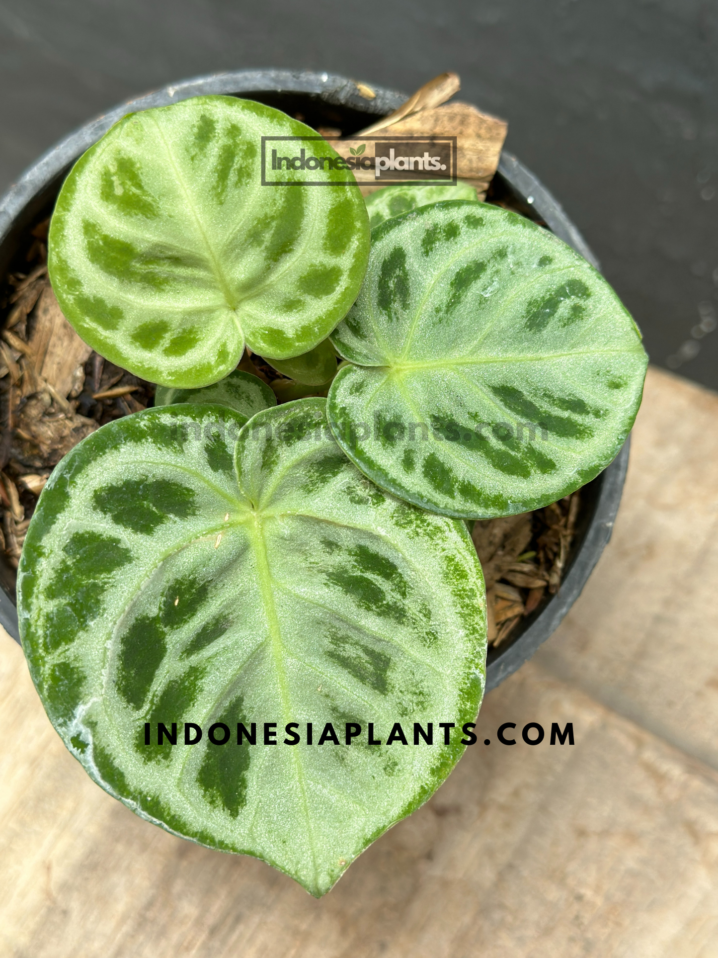 Anthurium Dorayaki Silver Blush