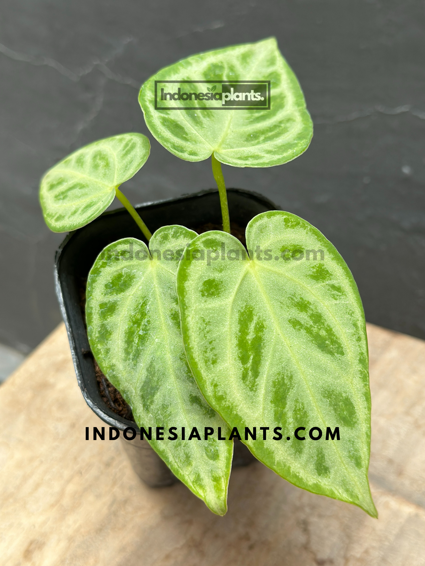 Anthurium Dorayaki Silver Blush Small