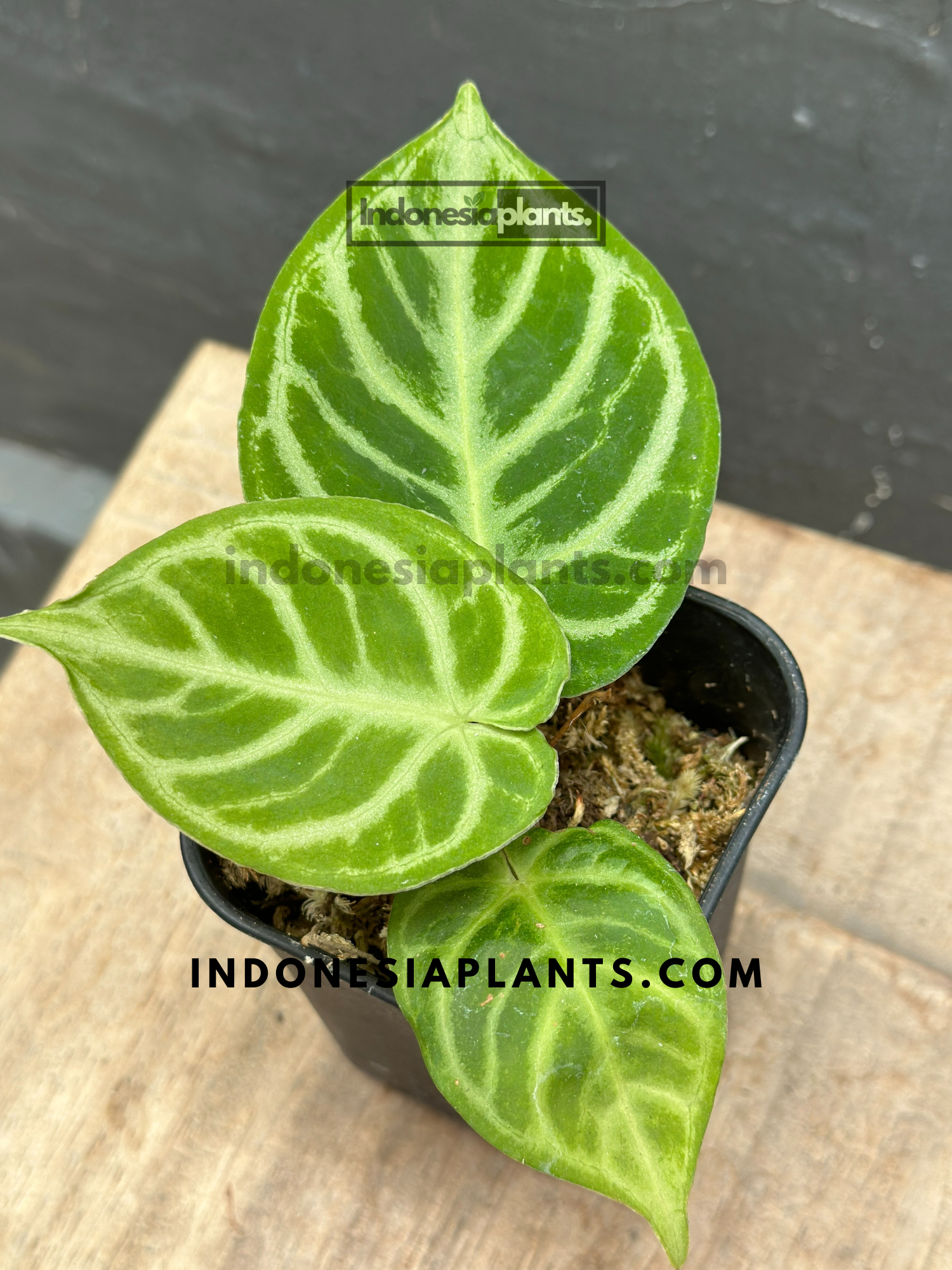 anthurium dorayaki care Anthurium Dorayaki small – INDONESIAPLANTS