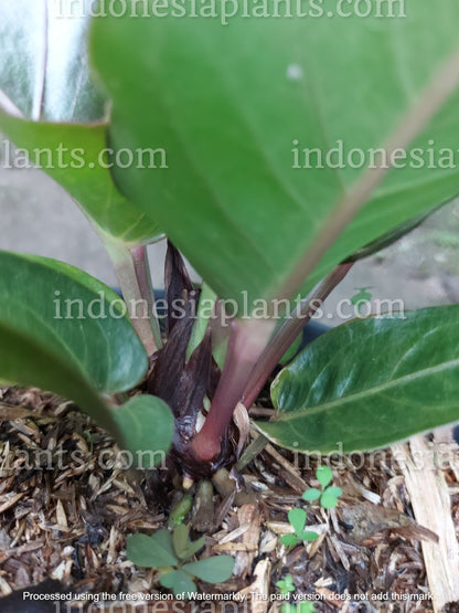 anthurium black dragon variegated Anthurium Hookeri Black Dragon – INDONESIAPLANTS