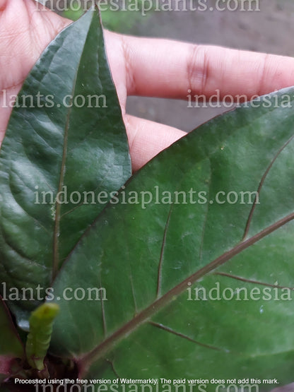 anthurium black dragon exotic plant Anthurium Hookeri Black Dragon – INDONESIAPLANTS