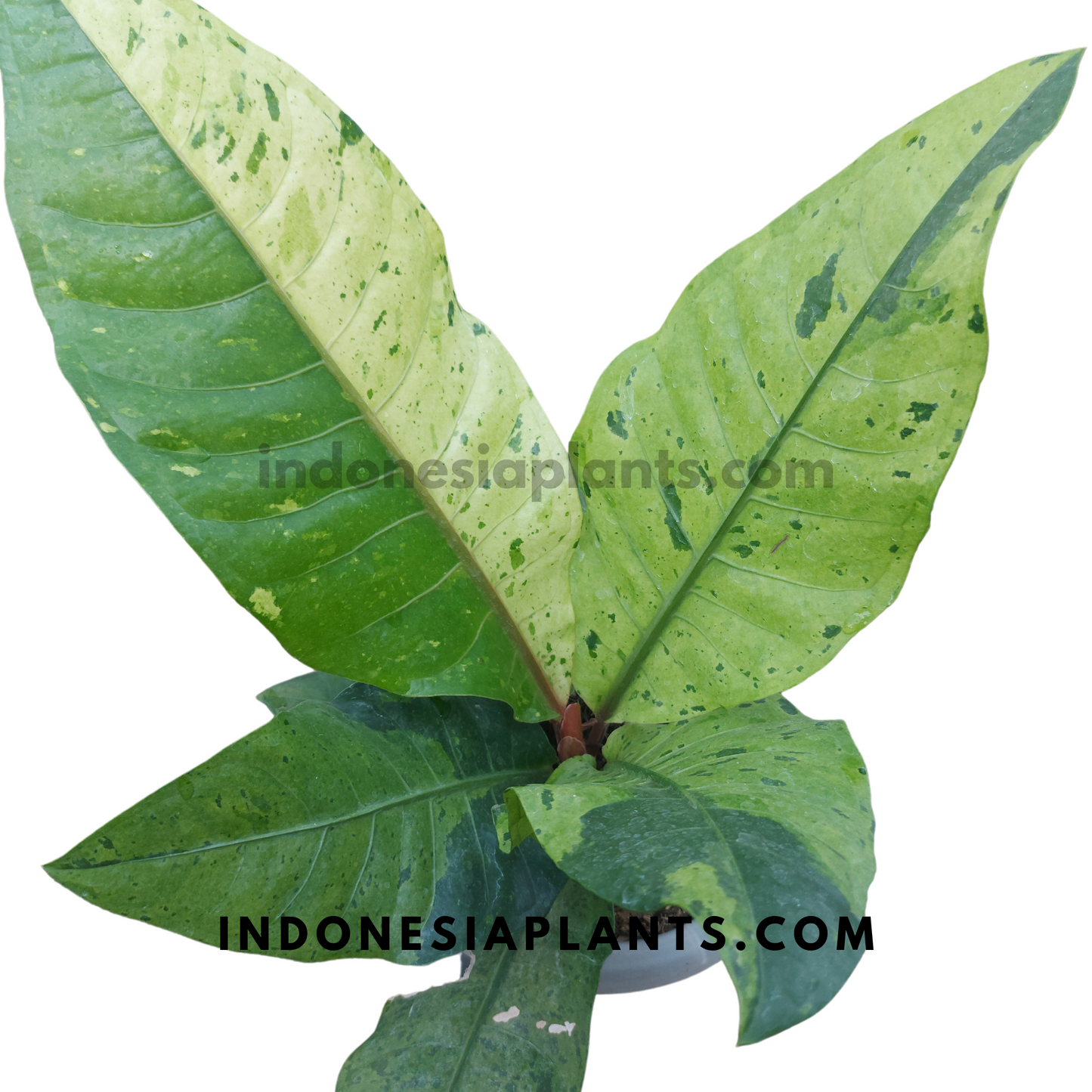 Anthurium Hookeri Mint Variegated