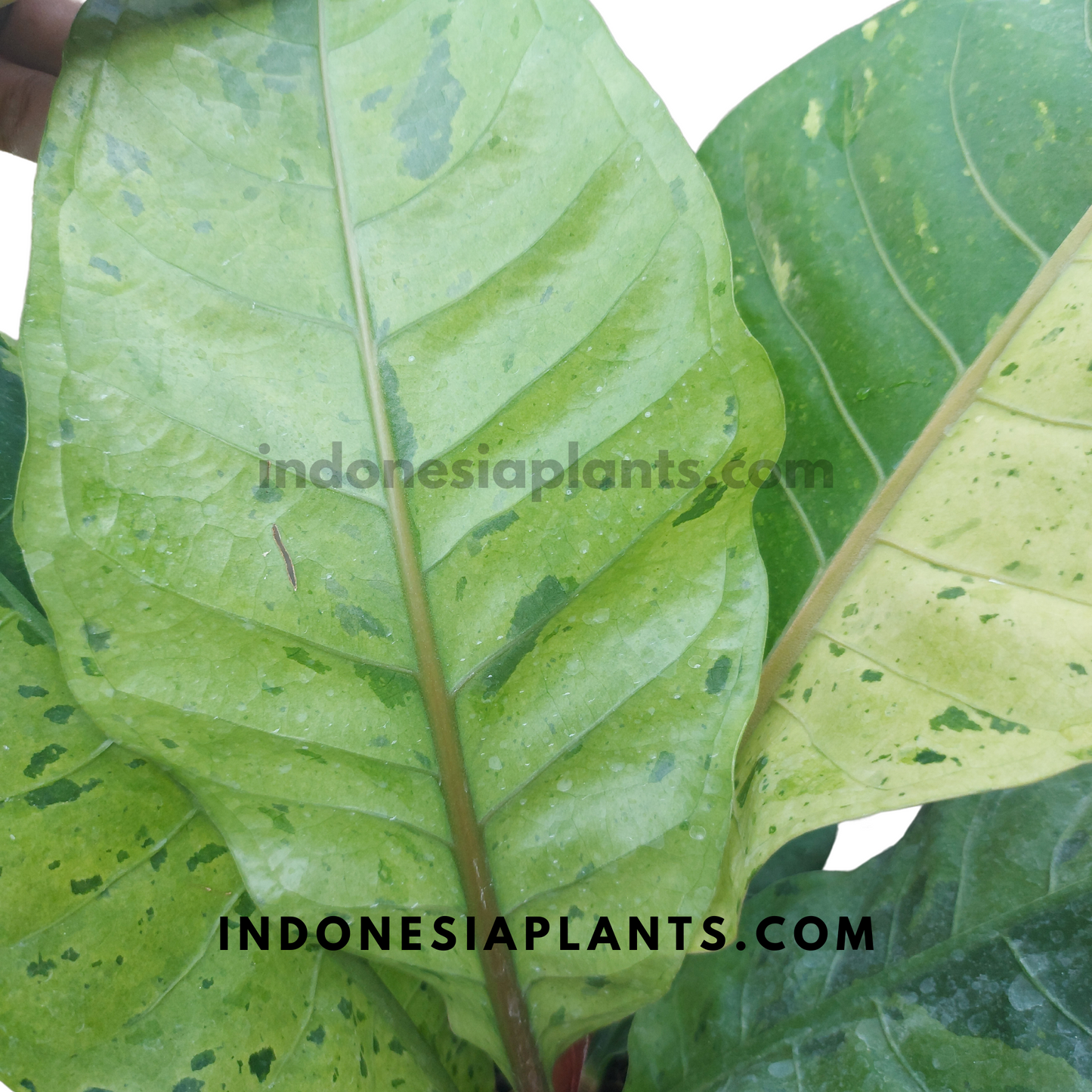 Anthurium Hookeri Mint Variegated