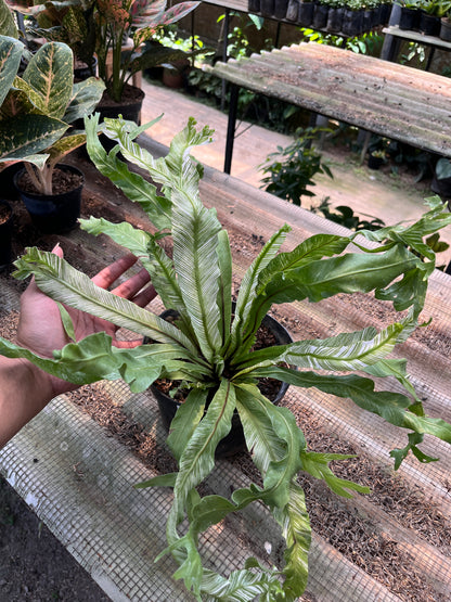 Asplenium Nidus Bird Nest Variegated - us & cad store