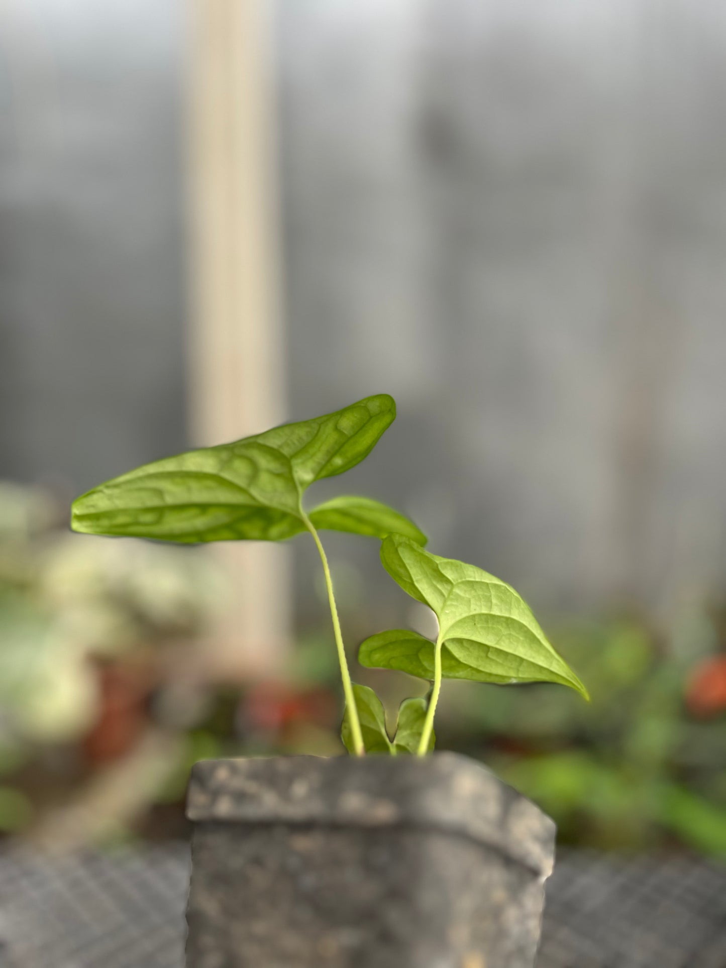 Cercestis Mirabilis - us & cad store