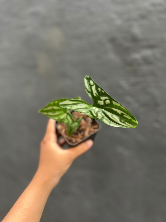 Cercestis Mirabilis - us & cad store