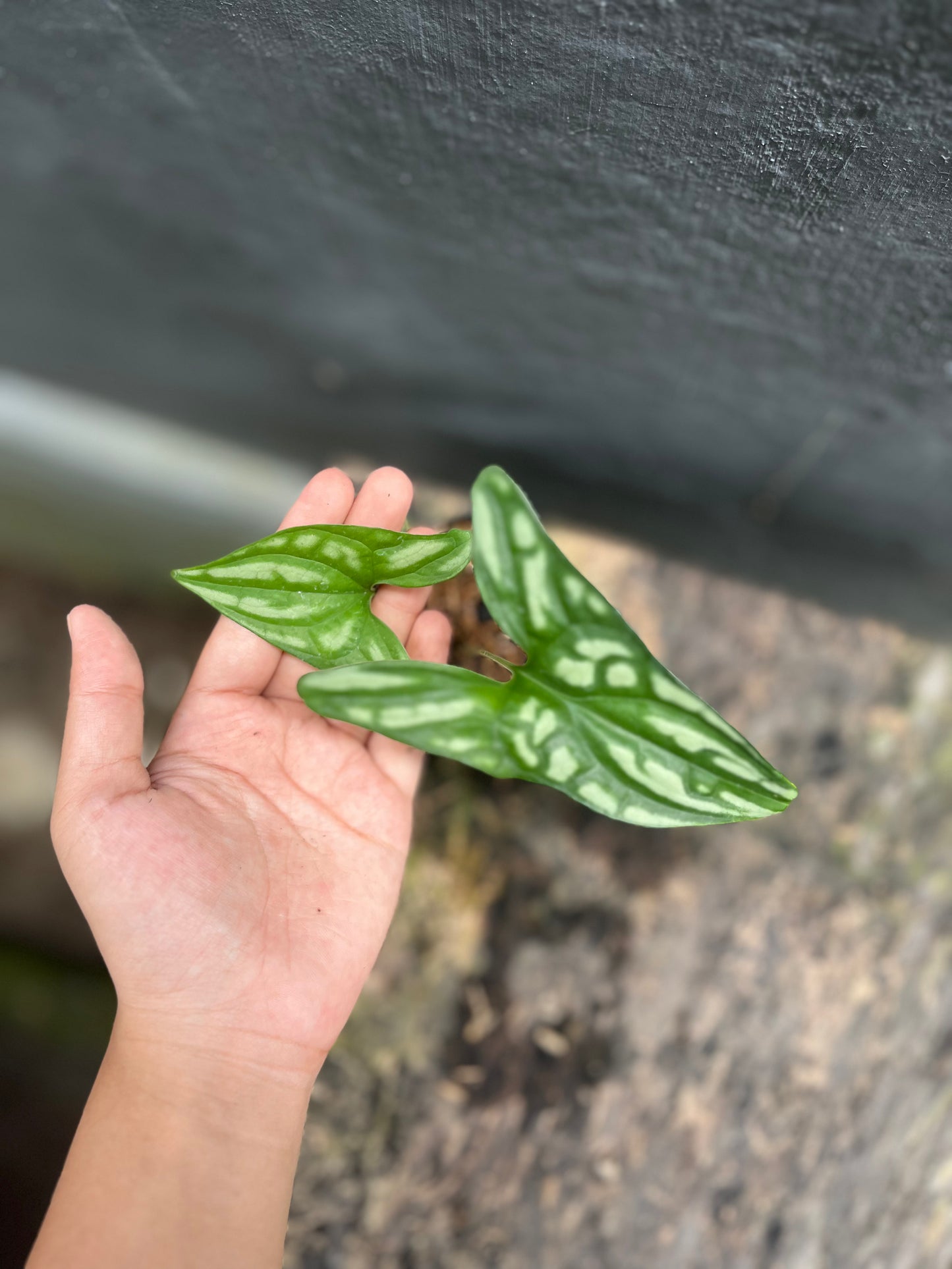 Cercestis Mirabilis - us & cad store