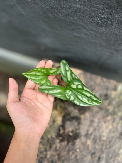 Cercestis Mirabilis - us & cad store