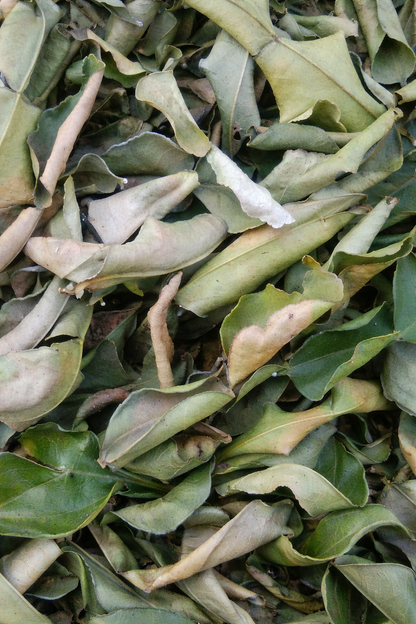 Dried Citrus Hystrix Leaves (Kaffir Lime Leaves)