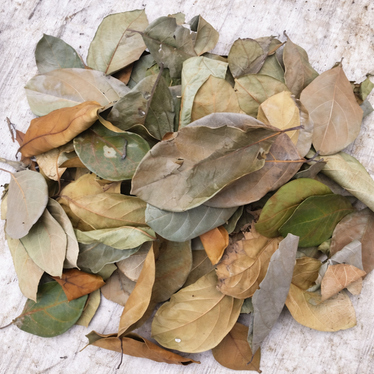 Dried Jackfruit Leaves (Artocarpus Heterophyllus)