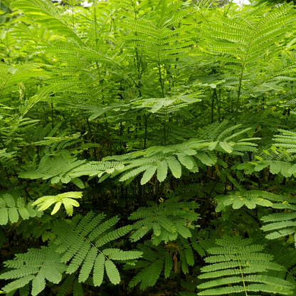 Dried Sengon Leaves (Albizia chinensis/ Paraserianthes falcataria)