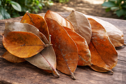 Dried Jackfruit Leaves (Artocarpus Heterophyllus)