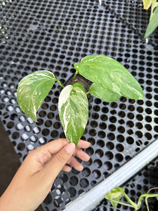 Epipremnum Pinnatum Albo Variegated - us & cad store