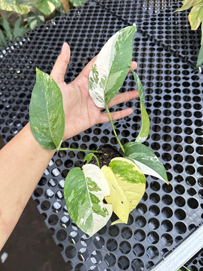 Epipremnum Pinnatum Albo Variegated - us & cad store
