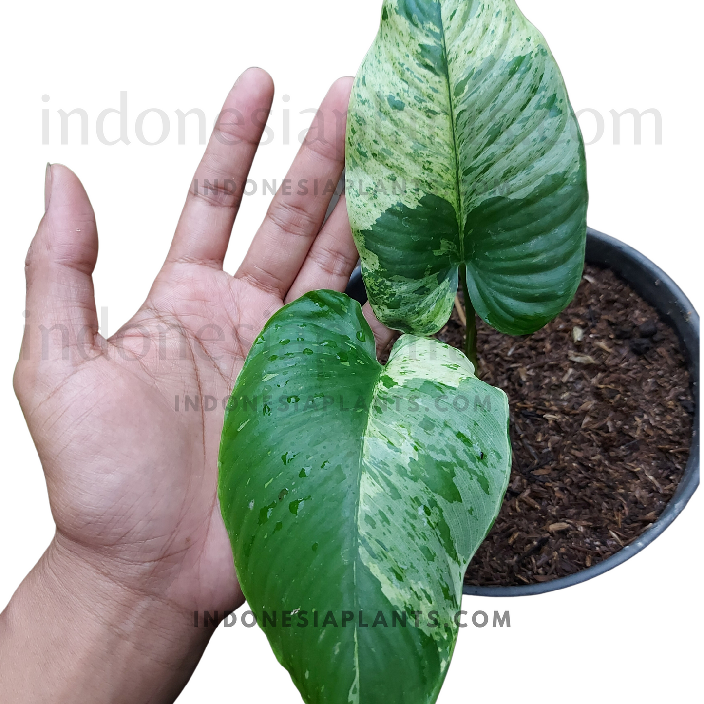 homalomena variegated, houseplant, tropical plant, ornamental homalomena plants