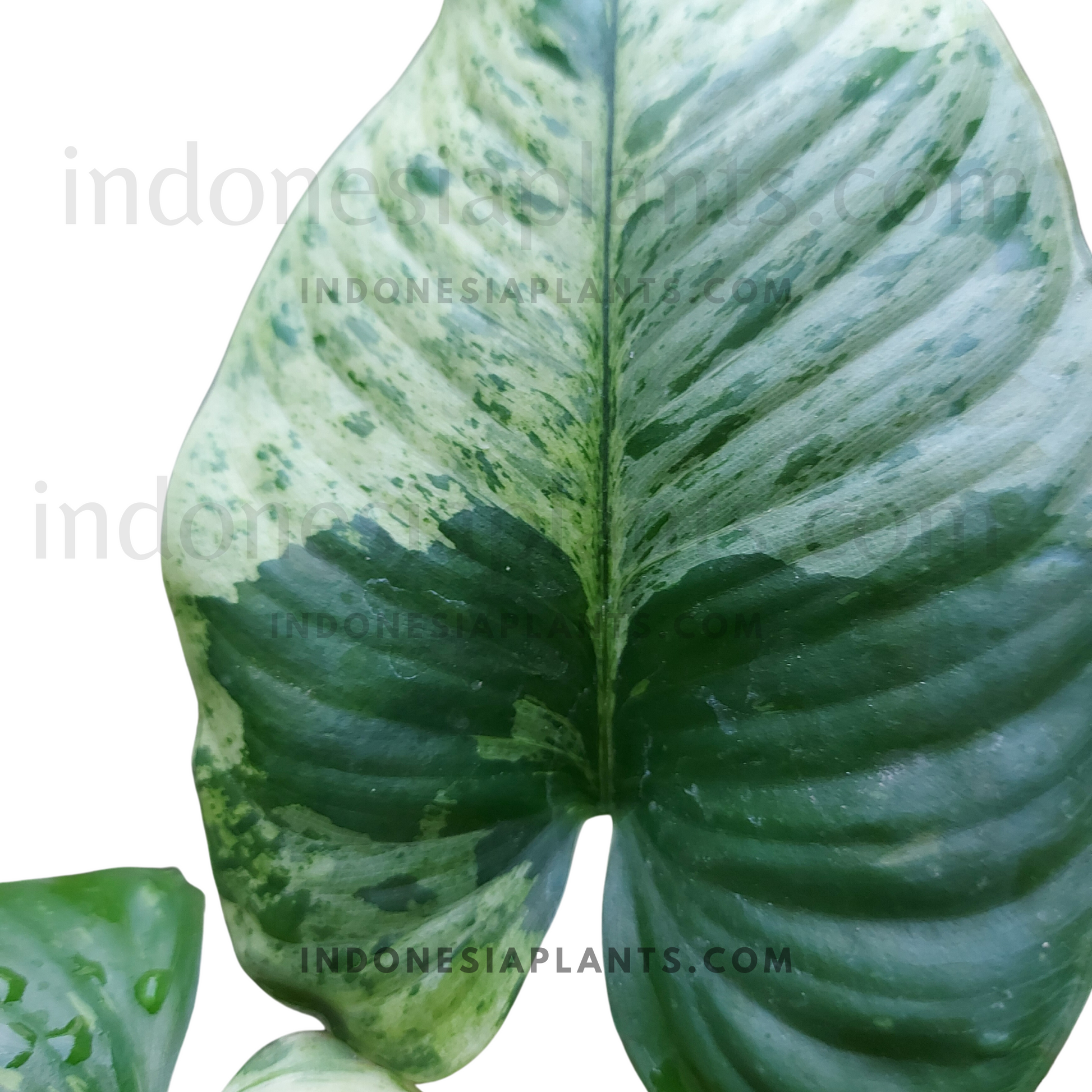 homalomena plant this is homalomena variegated originated from Indonesia. Main color is green with white variegation.