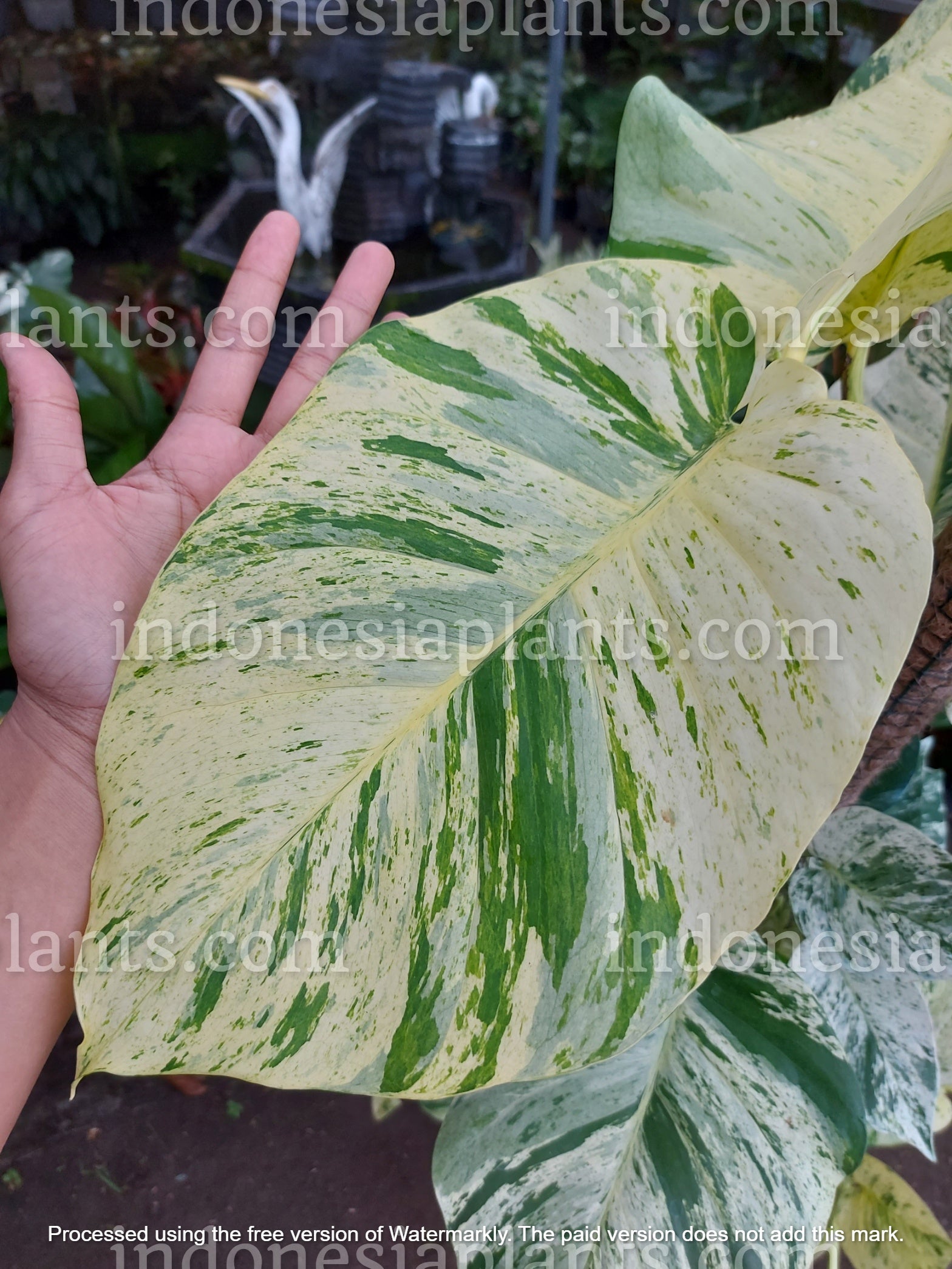 giant marble queen pothos Epipremnum Marble Queen Large Size