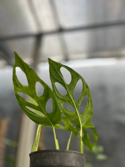 Monstera Adansonii Mint Variegated - us & cad store