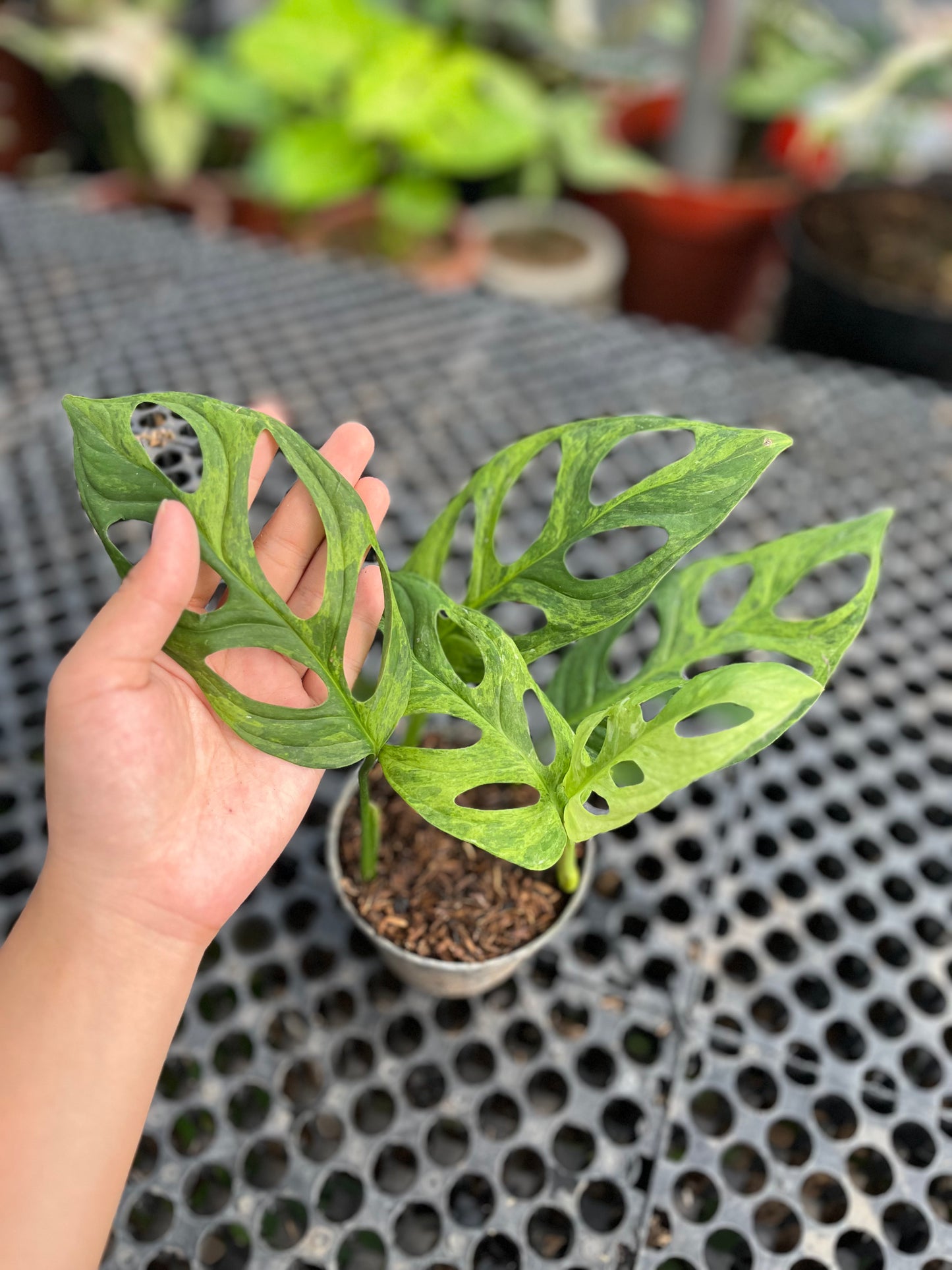 Monstera Adansonii Mint Variegated - us & cad store
