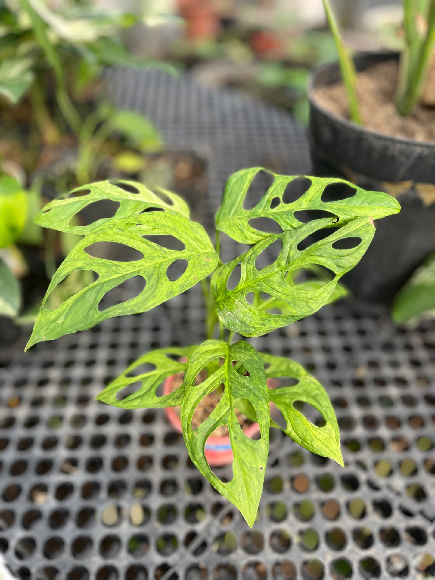Monstera Adansonii Mint Variegated - us & cad store