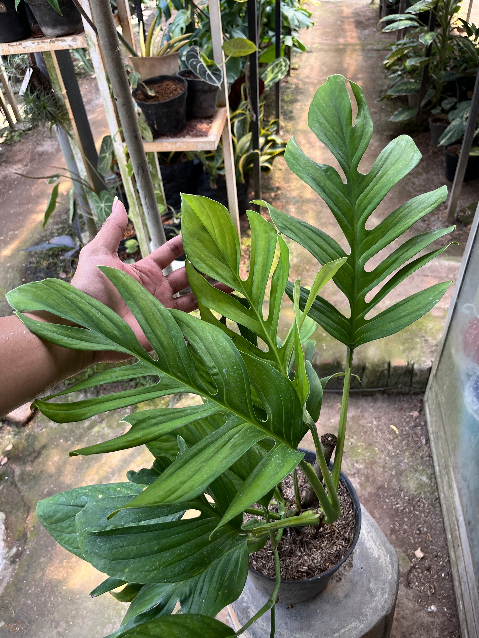 Hand holding a large green leafy plant monstera pinnatipartita in an indoor setting with other plants and equipment.