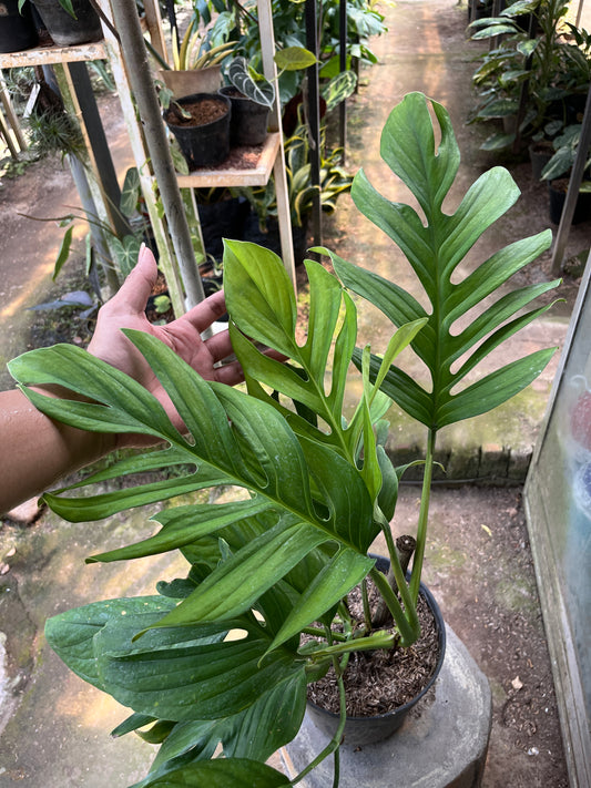 Hand holding a large green leafy plant monstera pinnatipartita in an indoor setting with other plants and equipment.