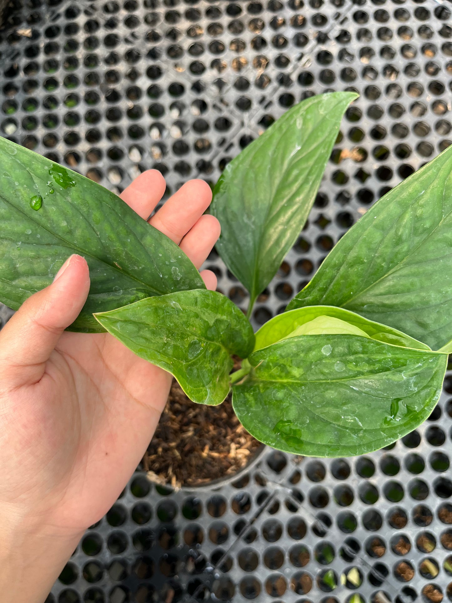 Monstera Pinnatipartita - us & cad store