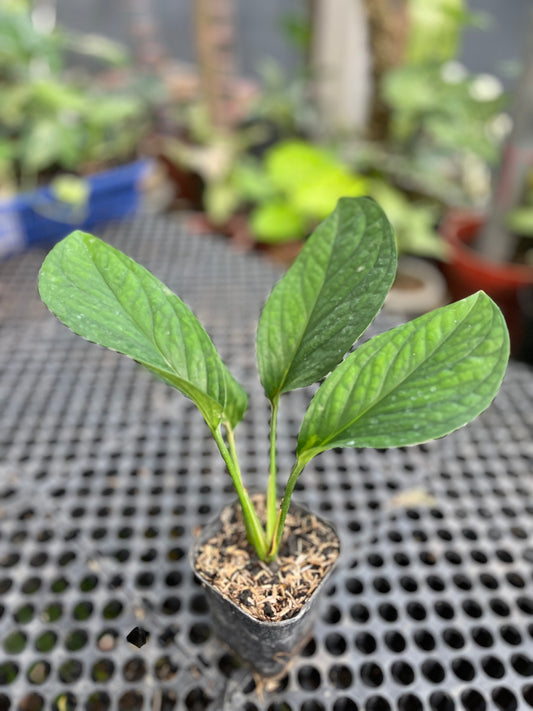 Monstera Pinnatipartita - us & cad store