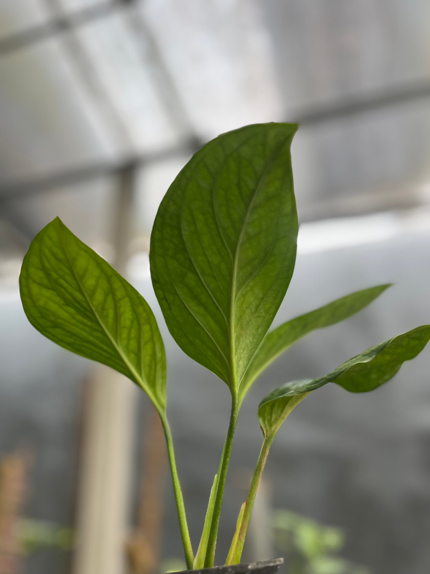 Monstera Pinnatipartita - us & cad store