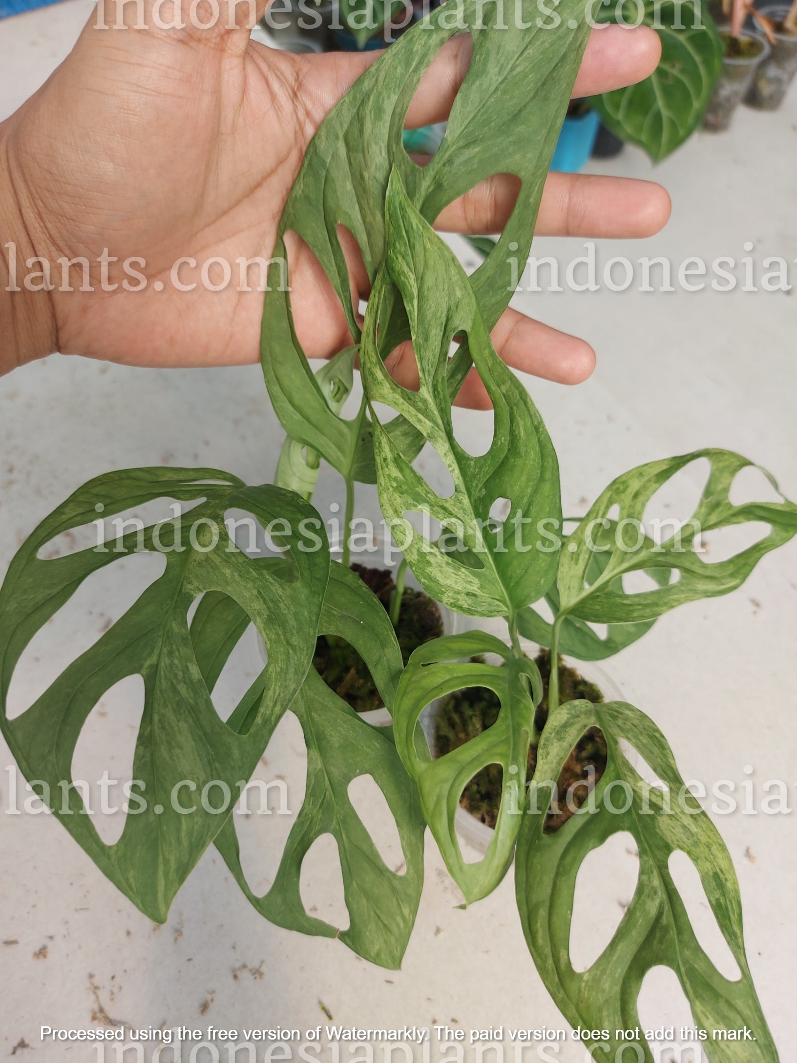 monstera mint, monstera adansonii mint variegated, tropical plants