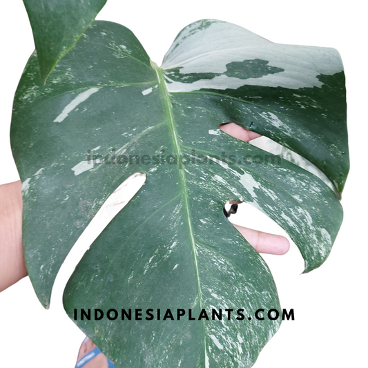 Monstera Albo / Halfmoon Variegated rooted cutting