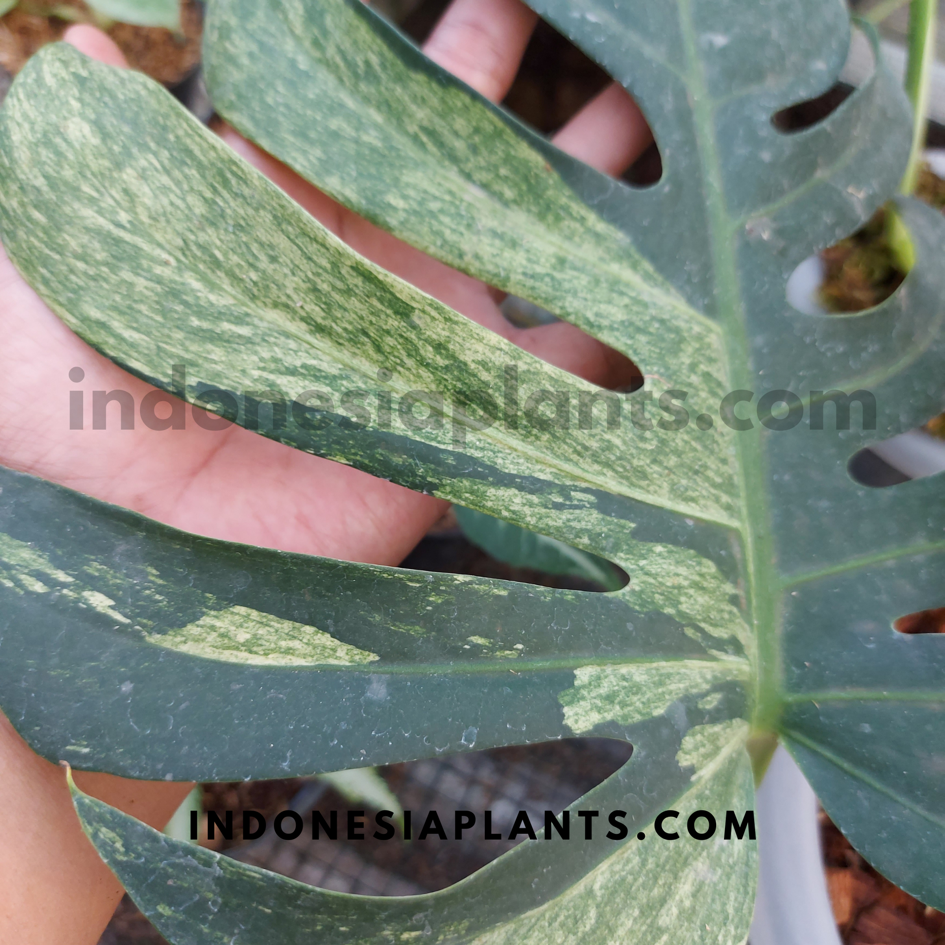 fensterblatt monstera deliciosa bunt Monstera Mint Bunt Gefenstert – INDONESIAPLANTS