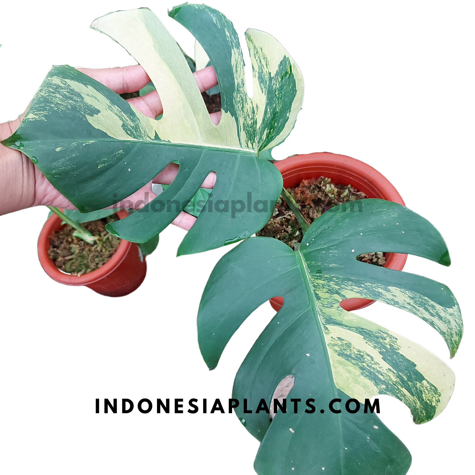 Monstera Marmorata gelb bunt gefenstert – INDONESIAPLANTS