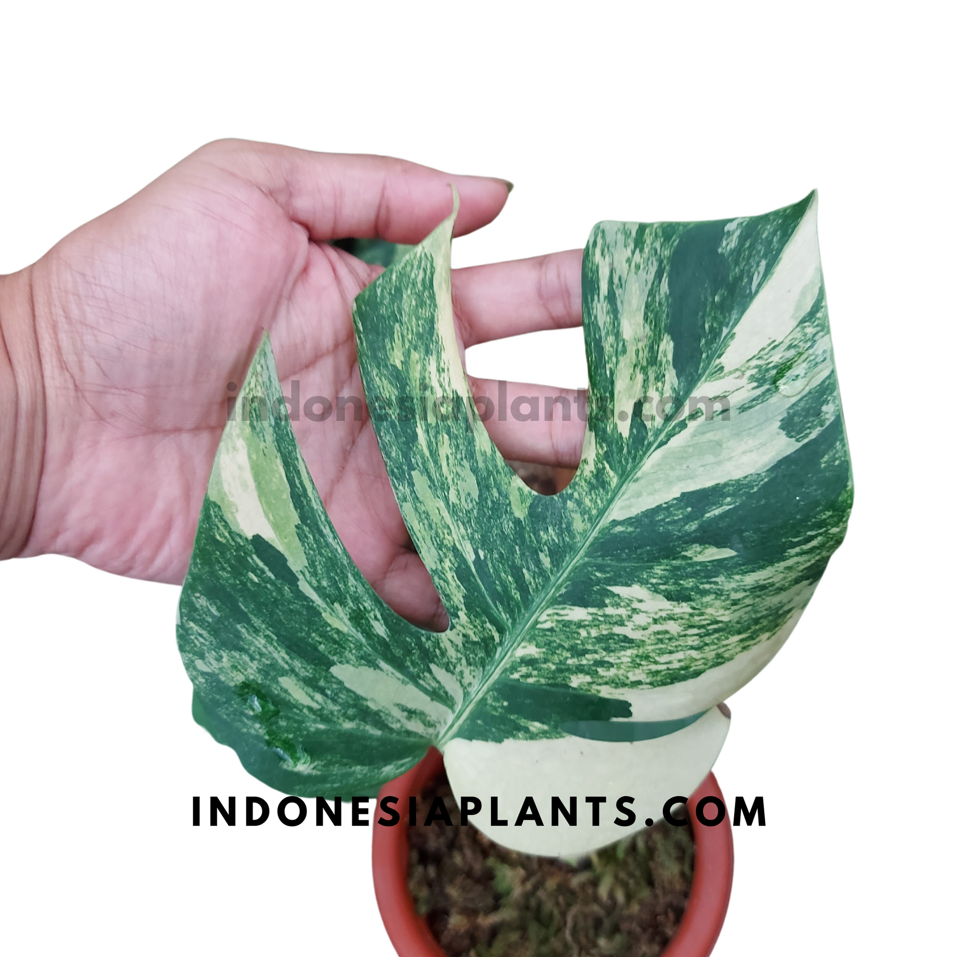monstera deliciosa variegata cutting Monstera Deliciosa Aurea Variegated Fenestrated Rooted Cutting