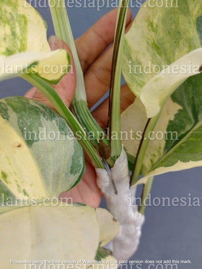 giant njoy pothos Epipremnum Njoy Pothos Mature – INDONESIAPLANTS