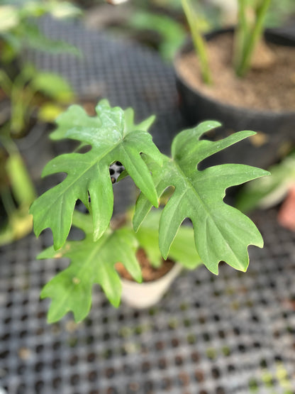 Philodendron Mayoi - us & cad store