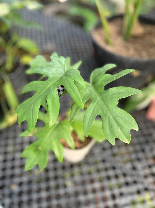 Philodendron Mayoi - us & cad store