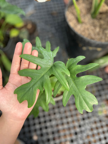 Philodendron Mayoi - us & cad store