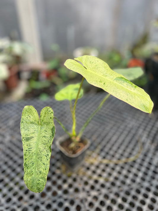 Philodendron Paraiso Verde - us & cad store