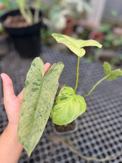 Philodendron Paraiso Verde - us & cad store