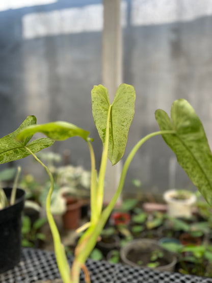 Philodendron Paraiso Verde - us & cad store