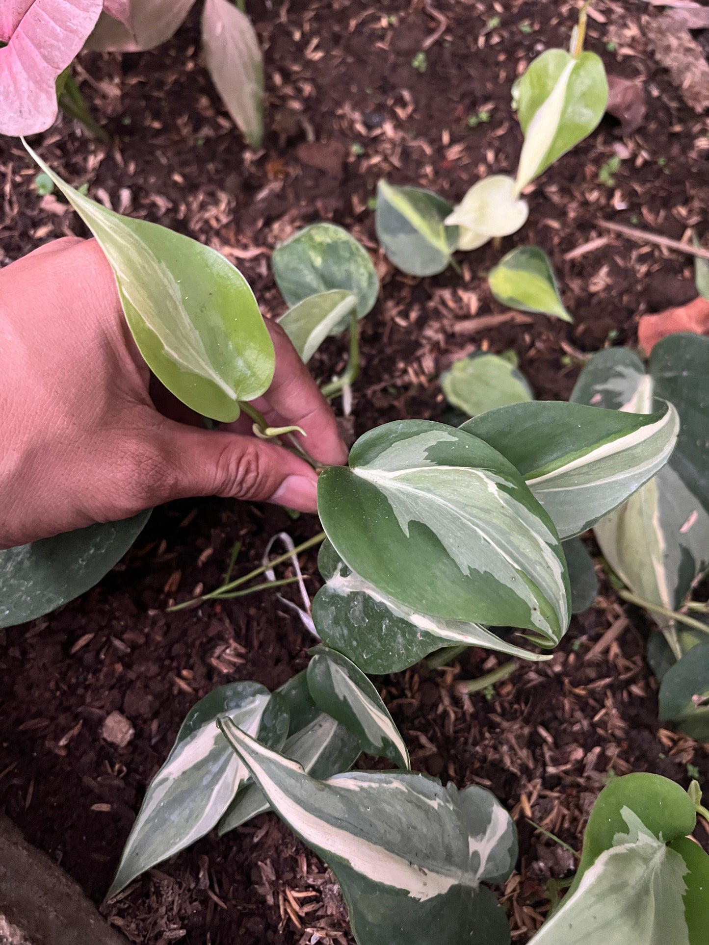 Philodendron Rio - us & cad store