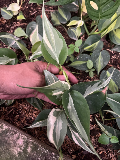 Philodendron Rio - us & cad store