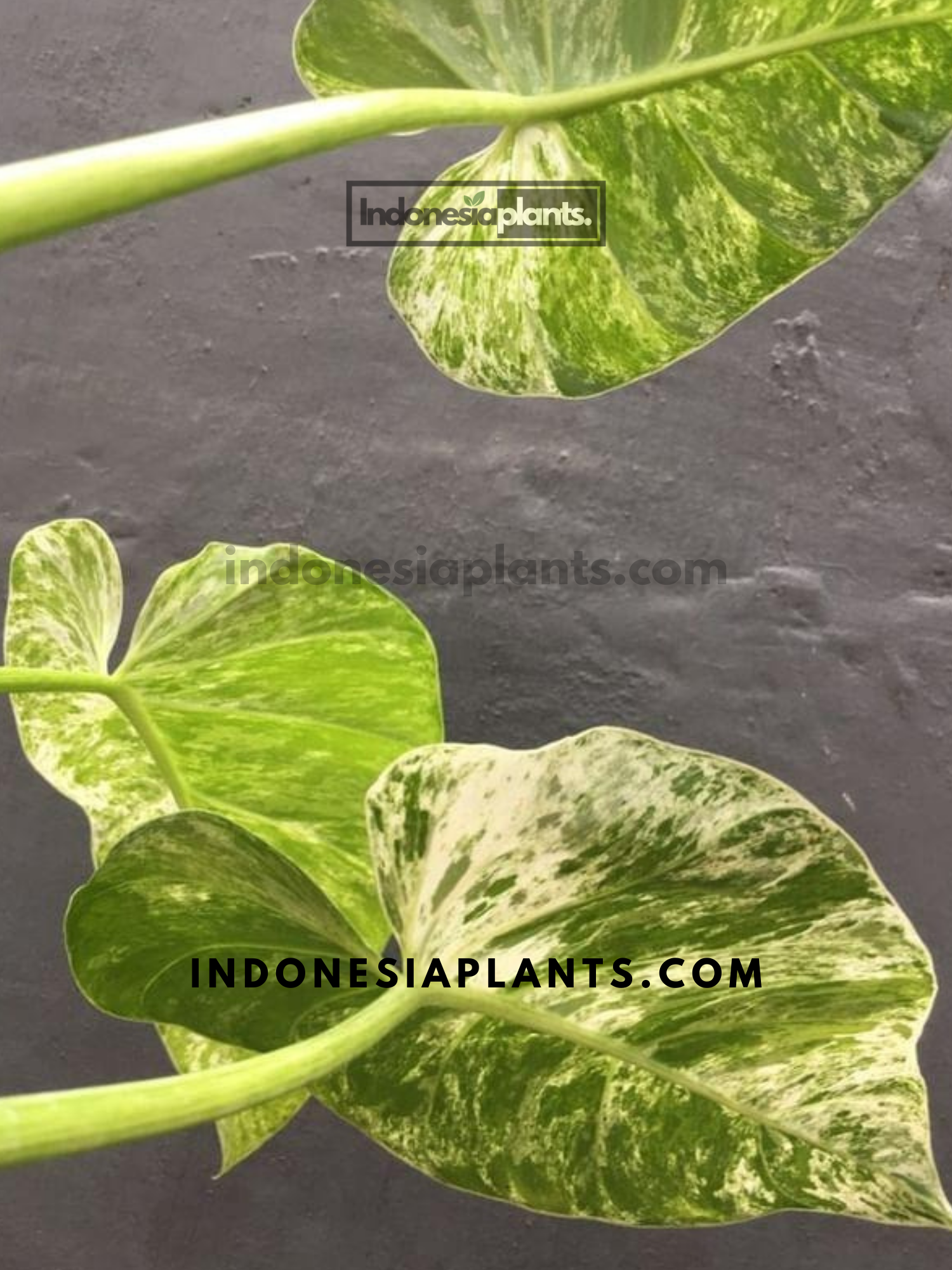 philodendron giganteum blizzard price philippines Philodendron giganteum Blizzard variegated TC... Grower's Choice *Now In Stock* (6499P:G)