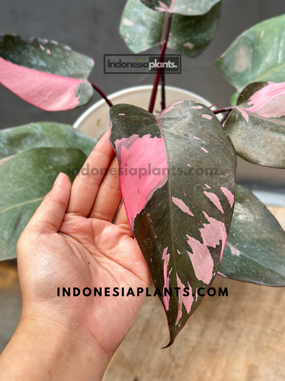 philodendron pink princess black cherry Philodendron Pink Princess Black Cherry Galaxy – INDONESIAPLANTS