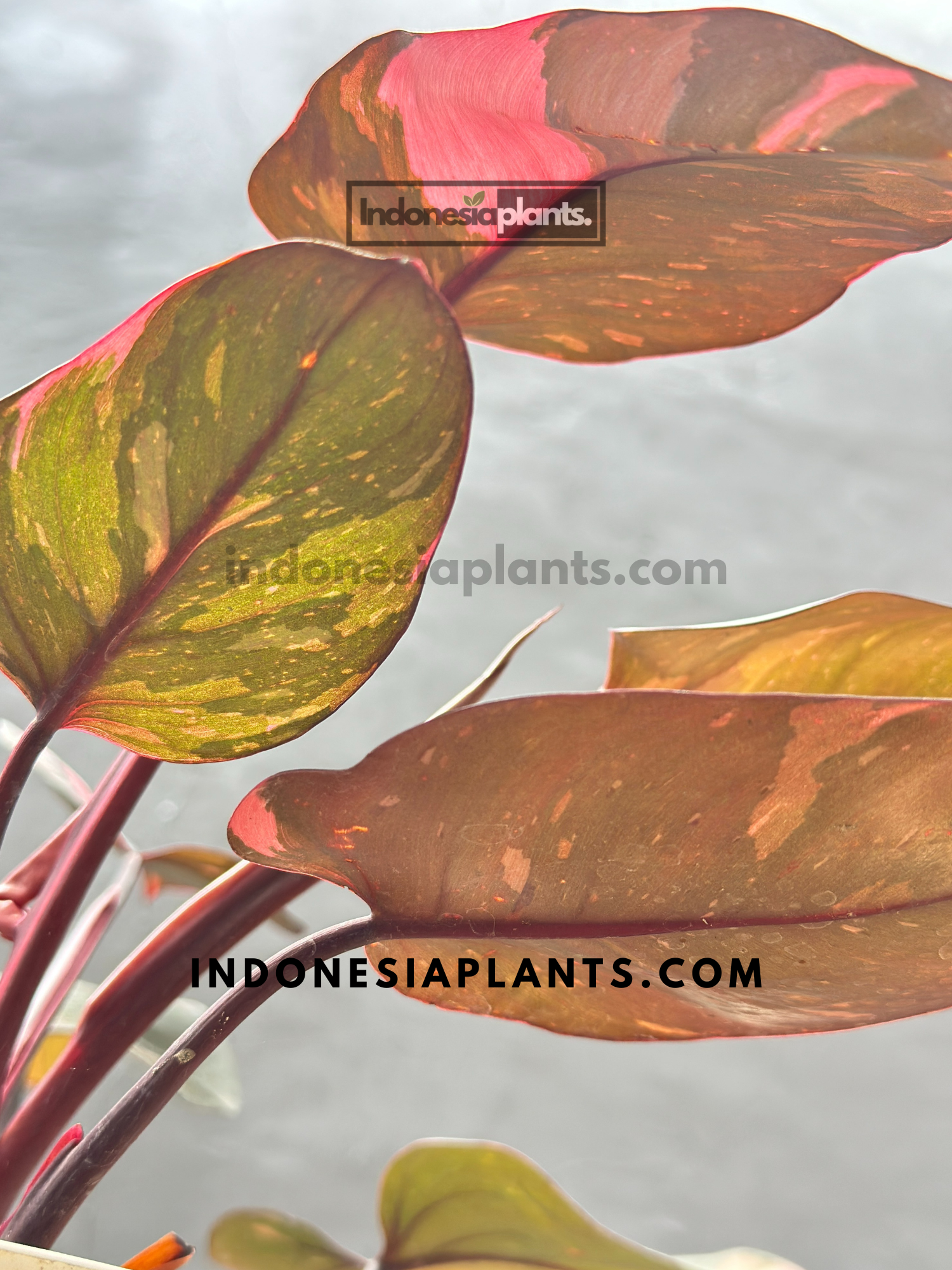 philodendron black cherry for sale Philodendron Pink Princess Black Cherry Galaxy – INDONESIAPLANTS