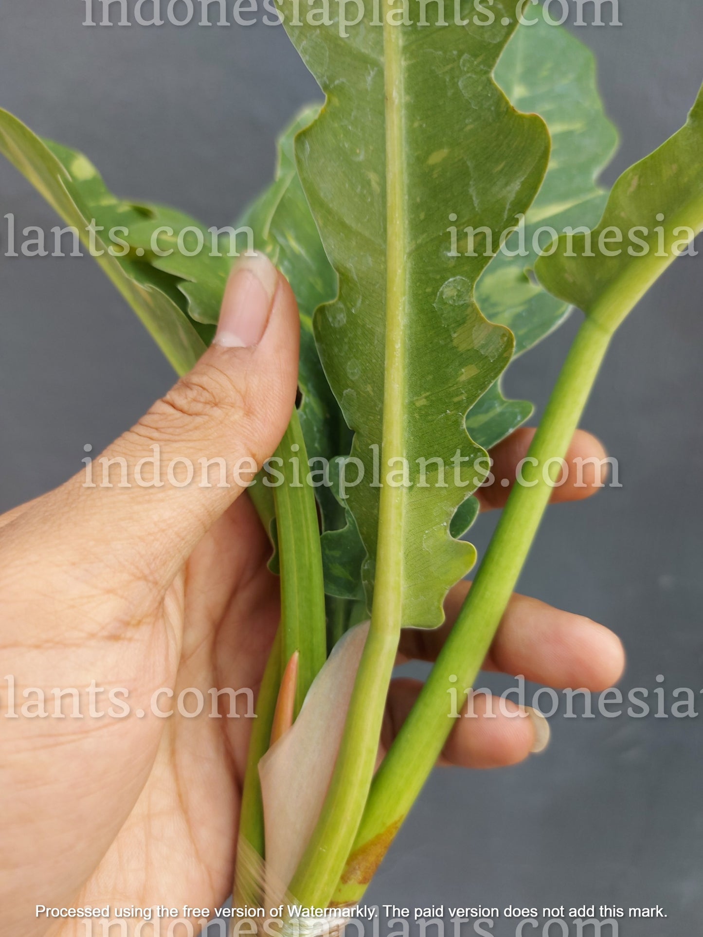 philodendron ring of fire variegated, philodendron variegated, philodendron plants